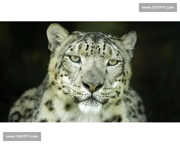 美洲狮与雪豹巅峰对决力量速度生存智慧的野性王者之争终极较量